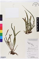 藏品(劍葉書帶蕨)的圖片