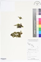 藏品(團扇蕨)的圖片