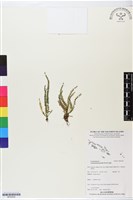 藏品(疏毛荷包蕨)的圖片