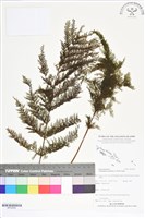 藏品(毛桿蕨)的圖片