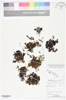 藏品(指裂細口團扇蕨)的圖片