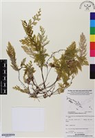 藏品(毛葉蕨)的圖片