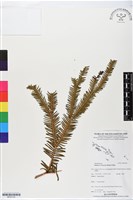 藏品()的圖片