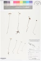 藏品(分枝莎草蕨)的圖片