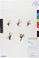 藏品(革舌蕨)的圖片