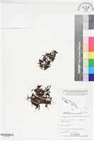 藏品(指裂細口團扇蕨)的圖片