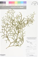 藏品(過山龍)的圖片