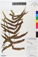 藏品(長葉腎蕨)的圖片