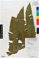 藏品(多生菜蕨)的圖片