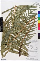 藏品(烏毛蕨)的圖片