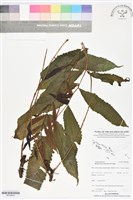 藏品(尾葉實蕨)的圖片