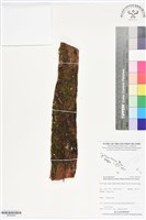 藏品(短柄單葉假脈蕨)的圖片