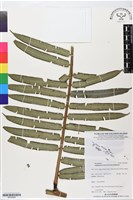 藏品(蘭嶼觀音座蓮)的圖片