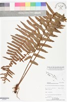 藏品(毛葉腎蕨)的圖片