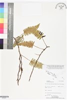 藏品(馬來陰石蕨)的圖片