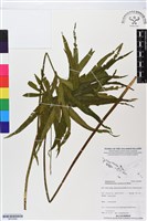 藏品(錫蘭七指蕨)的圖片