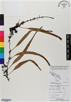 藏品(抱樹石葦)的圖片