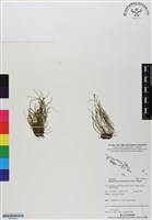 藏品(一條線蕨)的圖片