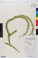 藏品()的圖片