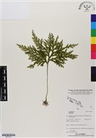 藏品()的圖片