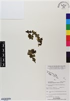 藏品(盾形單葉假脈蕨)的圖片
