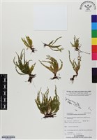 藏品(姬荷包蕨)的圖片