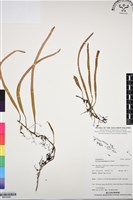 藏品(抱樹石葦)的圖片