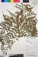 藏品()的圖片