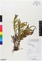 藏品(鱗蓋鳳尾蕨)的圖片