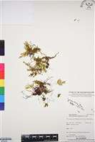 藏品(指裂細口團扇蕨)的圖片