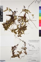 藏品(毛葉蕨)的圖片