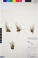 藏品(一條線蕨)的圖片