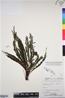 藏品(菲律賓厚葉蕨)的圖片