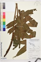 藏品(翅柄三叉蕨)的圖片