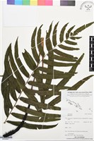 藏品()的圖片