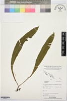 藏品()的圖片