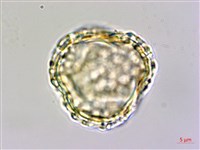 藏品(珊瑚樹)的圖片