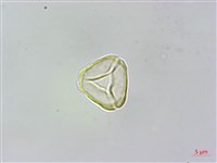 藏品(疏脈赤楠)的圖片