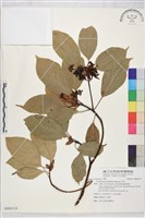 藏品(牛樟)的圖片