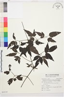 藏品(巴氏鐵線蓮)的圖片