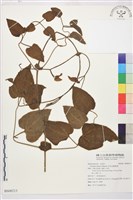 藏品(田代氏鐵線蓮)的圖片