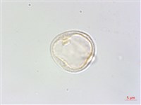 藏品(四脈麻)的圖片