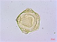 藏品(蘭嶼福木、林氏福木)的圖片