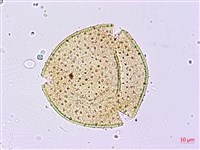 藏品(忍冬、金銀花)的圖片