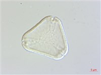 藏品(十子木、加入舅)的圖片