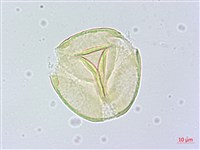 藏品(毛柿)的圖片