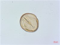 藏品(黃心柿)的圖片