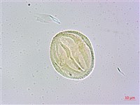 藏品(瓊崖海棠、胡桐)的圖片