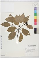 藏品(牛樟)的圖片