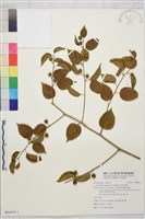 藏品(亞洲濱棗)的圖片